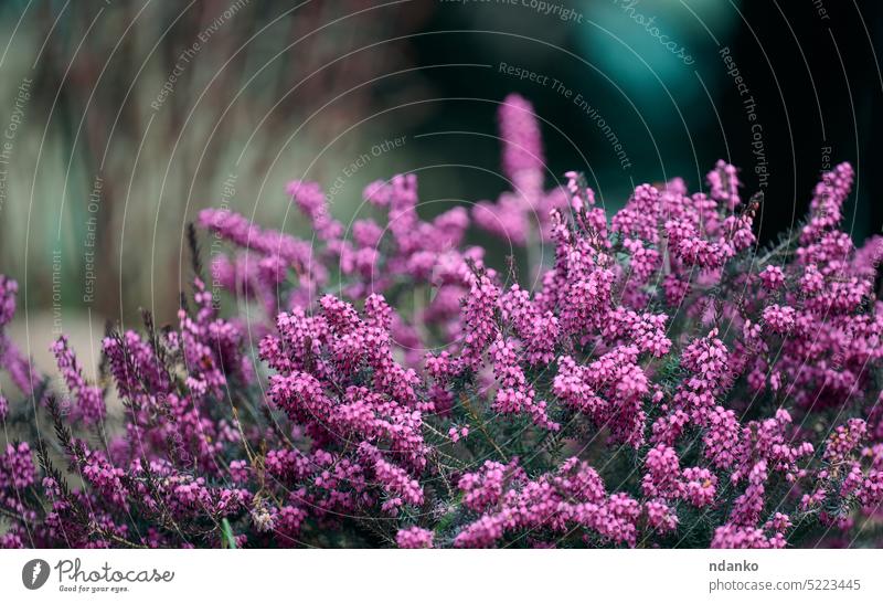 Erica herbaceous bush growing in the garden on a spring day plant flora shrub erica blooming green flower botanical no people outdoor pink purple blossom bunch