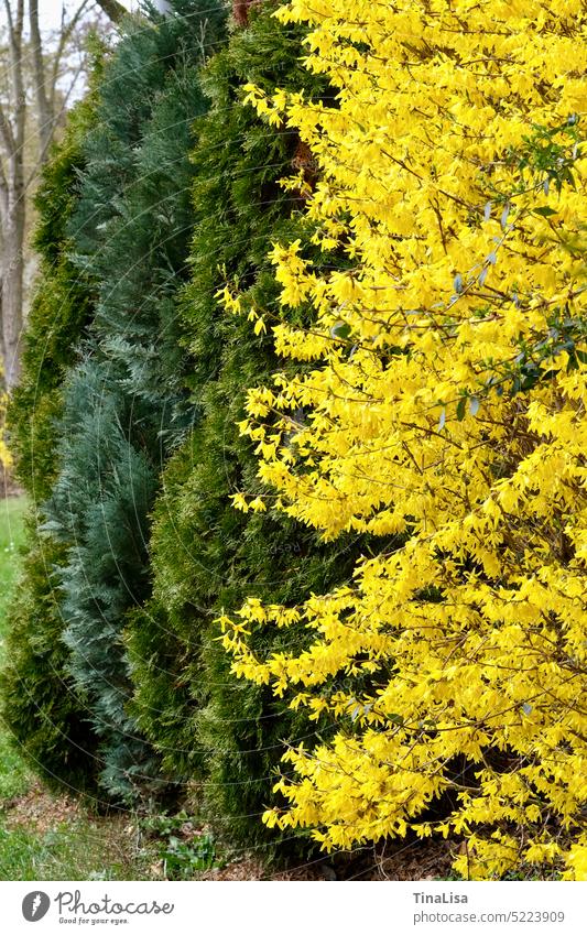 Bright forsythia gold bell Yellow Blossoming shrub bush Green Plant Nature Garden Spring Exterior shot naturally pretty luminescent Colour photo