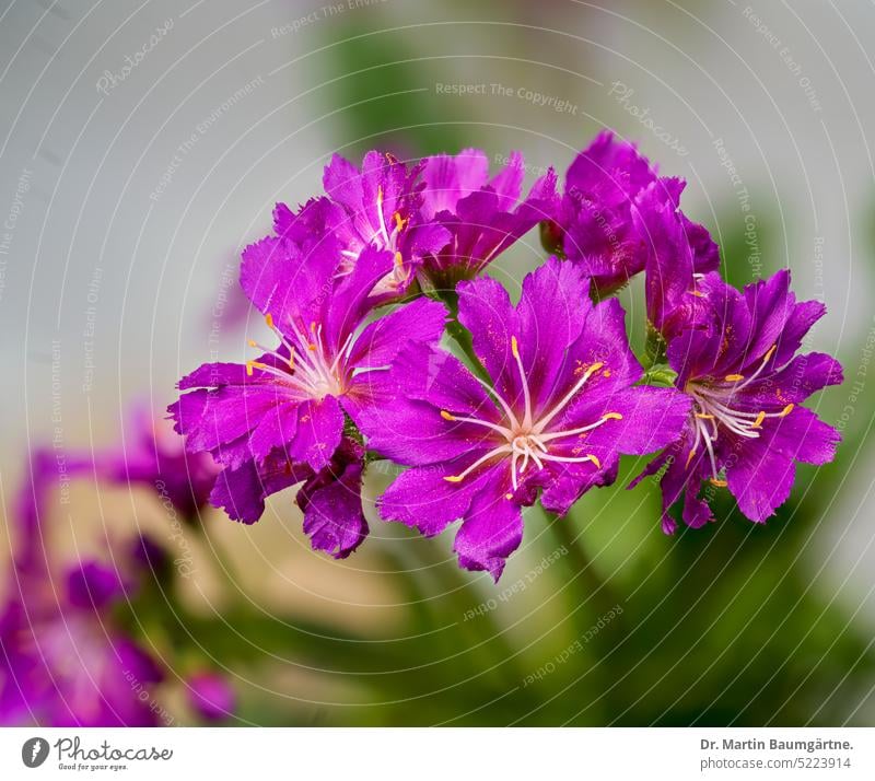 Bitterroot, Lewisia cotyledon, flowering plant bitterbur inflorescence inflorescences Blossom blossoms Blossoming succulent Plant Garden form red-purple flowers