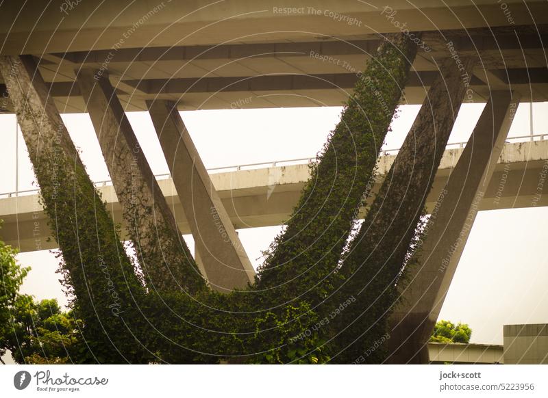 bridge piers planted with climbing plants Bridge pier Concrete Bridge construction Architecture Ivy Overgrown naturally Contrast Singapore