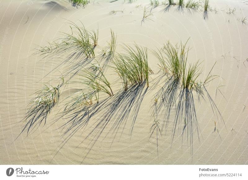 Dune grass blowing in the wind on the sandy beach North Sea beach North Sea landscape nature windy nature protection summer outside sunlight rest copy space