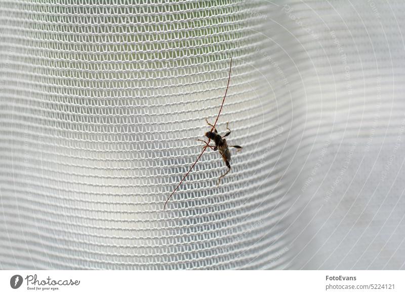 Longhorn beetle on a window curtain copy space Cerambycidae nature biology Polyphaga fabric longhorn beetle Chrysomeloidea background animal fabric curtain