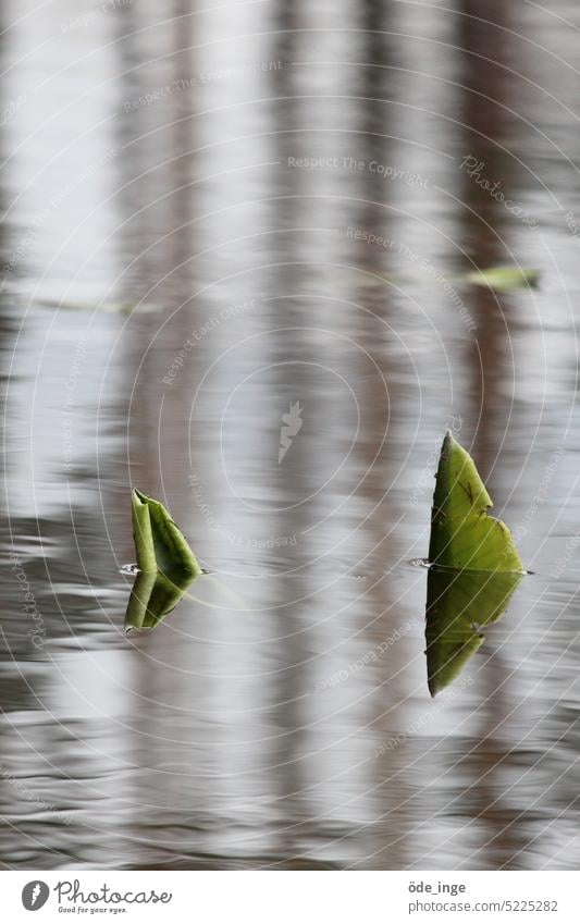 Two green sharks Water lily Pond Plant Water lily leaf Nature Water lily pond Leaf Water reflection Water Lily Water lily pads water lily pond mumble