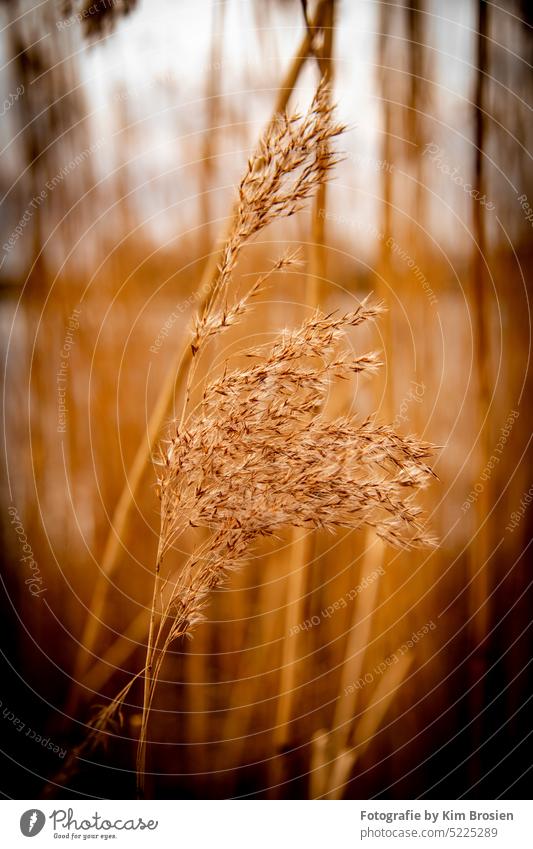 Reed in sunlight at dusk gold Common Reed reed mural Nature Decoration picture Lake Deserted Exterior shot Lakeside Landscape Calm Idyll Reflection Peaceful