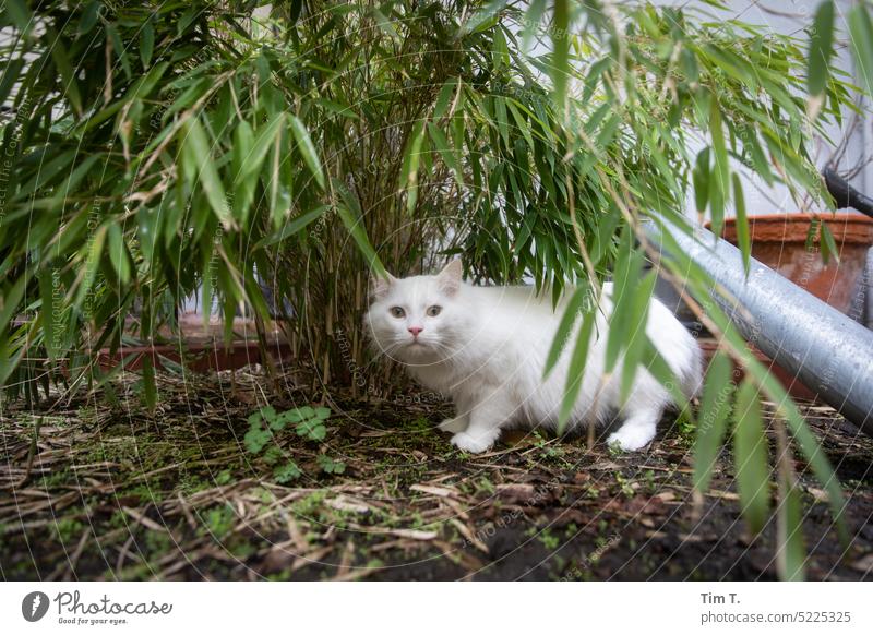 Cat in backyard hangover Angora cat Berlin Prenzlauer Berg Town Deserted Exterior shot Downtown Capital city Colour photo Pet free passage Old town Day Bamboo