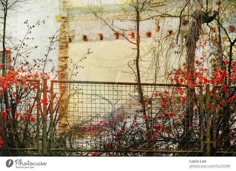 Red flowering hedge and rusting fence in front of demolition wall Chinese ornamental quince red-blooded Hedge Fence rusty decay Building for demolition Broken