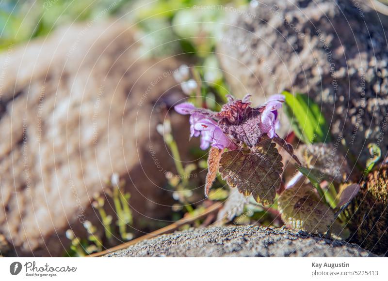 Purple deadnettle Dead-nettle Nature Green Blossom Spring Flower Close-up Plant Colour photo Garden Exterior shot Blossoming Violet Day purple naturally