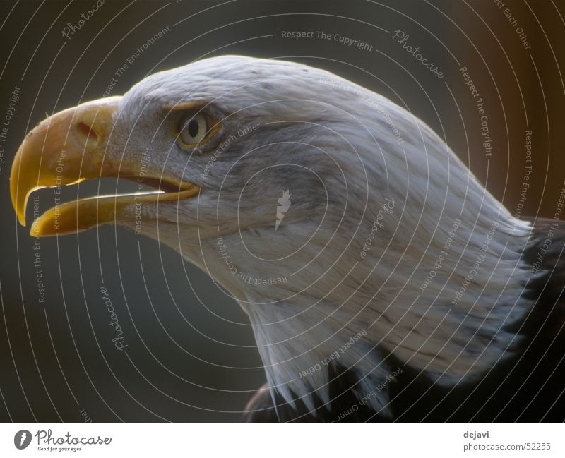 white-tailed eagle White-tailed eagle raptor look greifenstein bad blankenburg