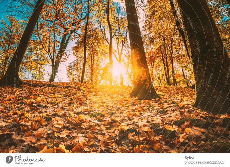 Beautiful Sunset Sunrise Sun Sunshine In Sunny Autumn Forest Park. Sunlight Through Woods In Autumn Forest Landscape. Shadows On Snow europe park nature