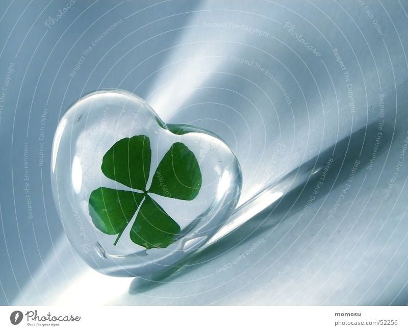 lucky clover Clover Cloverleaf Good luck charm Four-leaved Happy Heart Glass