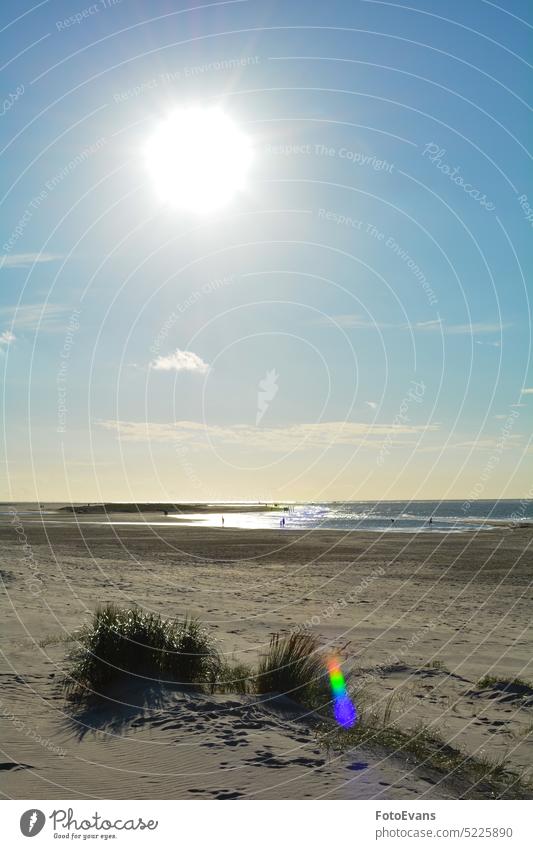 Sand dunes with beach grass at the North Sea with sun in the evening Schouwen-Duiveland walcheren sand netherlands nature reflection Nature conservation