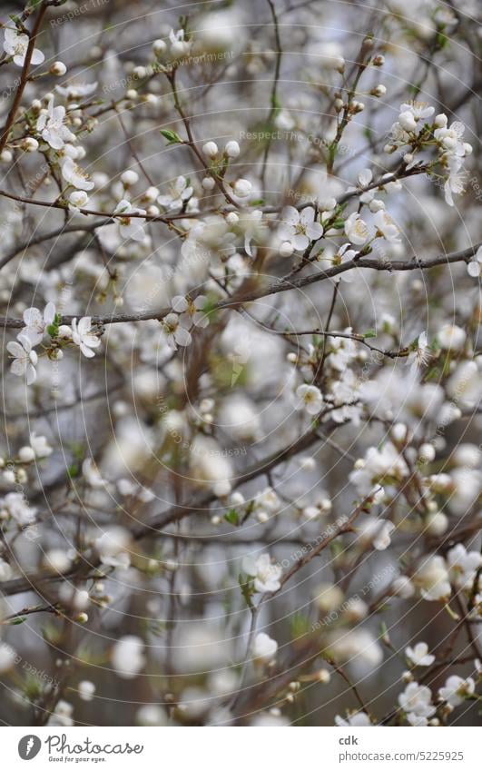 tender, white-green abundance on the tree | enjoy spring. Spring Blossom blossom Plant Nature Garden Green Deserted flora flowers Botany Tree naturally pretty