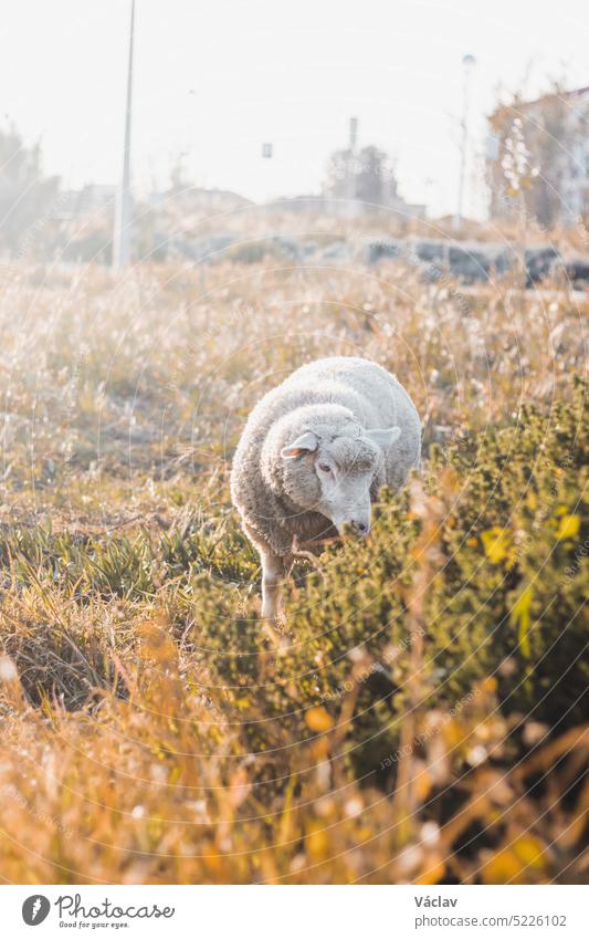 Portrait of a Portuguese sheep chewing grass at sunset in the middle of Vila Nova de Milfontes, Odemira, Portugal. Pastoralism in southern Europe babe farming