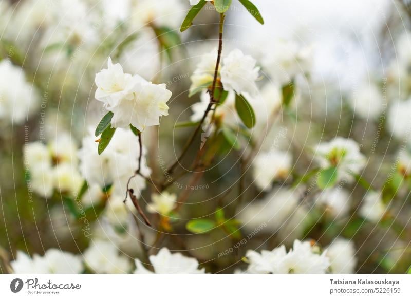 Close-up of white rhododendron April Snow flowers Dauricum rhododendron Dauricum  rhododendron white snow rhododendron dauricum blossom heath family Ericaceae.