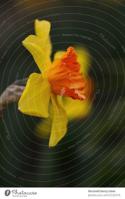 Daffodil taken from the side daffodil Wild daffodil Flower Yellow Spring Plant Nature Blossoming Colour photo Exterior shot Spring flower Shallow depth of field