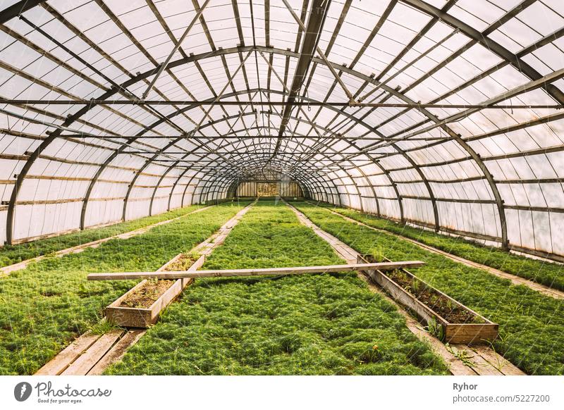 Small Green Sprouts Of Plants Pines Trees Growing From Soil In wooden plant box In Greenhouse Or Hothouse europe belarus Berezinsky Biosphere Reserve nature