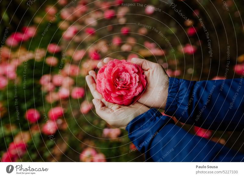 Close up woman's hands holding flower camellia Flower Blossom Blossoming Nature flowering flower Natural color naturally Spring blossom garden flower petals