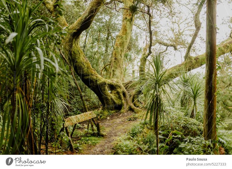 Holm oak tree holm oak Oak tree Tree Nature Autumn Plant Green Exterior shot Colour photo Deserted Azores old tree Oak leaf Leaf Natural Day Forest Brown