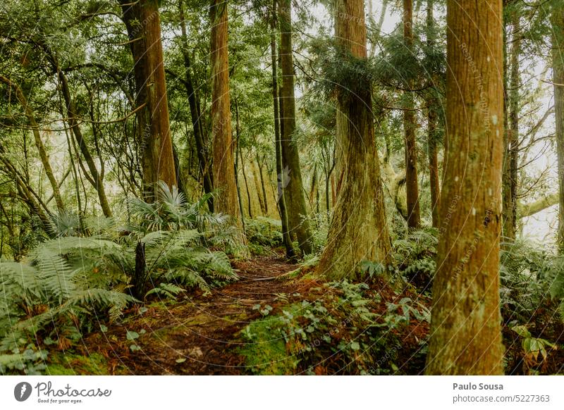 Azores islands forest Forest Nature Green Tree Tree trunk Environment Leaf Exterior shot Landscape Colour photo Day Wood Branch Plant Growth Tropical