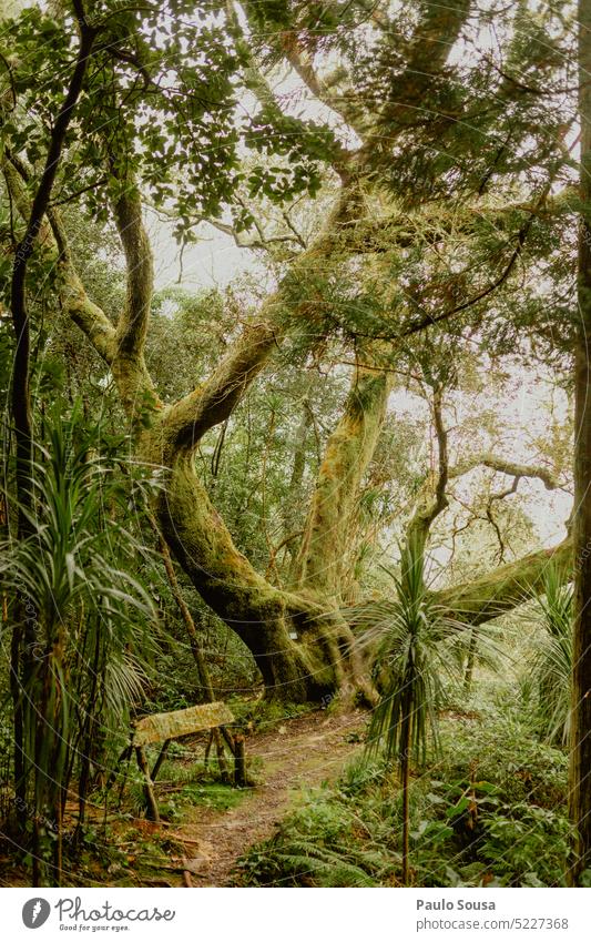 Holm oak tree holm oak Oak tree Tree Nature Autumn Plant Green Exterior shot Colour photo Deserted Azores old tree Oak leaf Leaf Natural Day Forest Brown