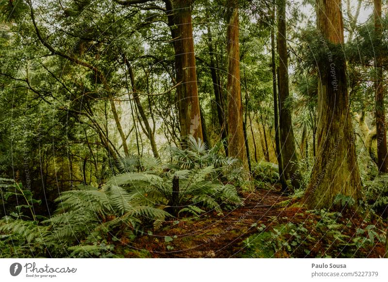 Forest on Azores islands Nature Tree Wood Deserted Tree trunk Environment Exterior shot Timber Forestry Brown forest trees Plant Day Colour photo Landscape