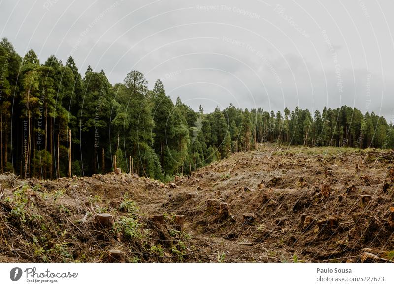 deforestation landscape environment wood nature industry outdoor tree forestry resource lumber ecology cut green trunk park scene pine timber view pile