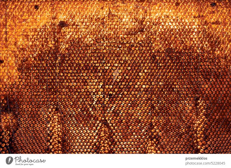 Close up of honeycomb with honey on it. Working in apiary. Harvest time in apiary. Beekeeping as hobby. Agriculture production bee honeybee beekeeper apiculture