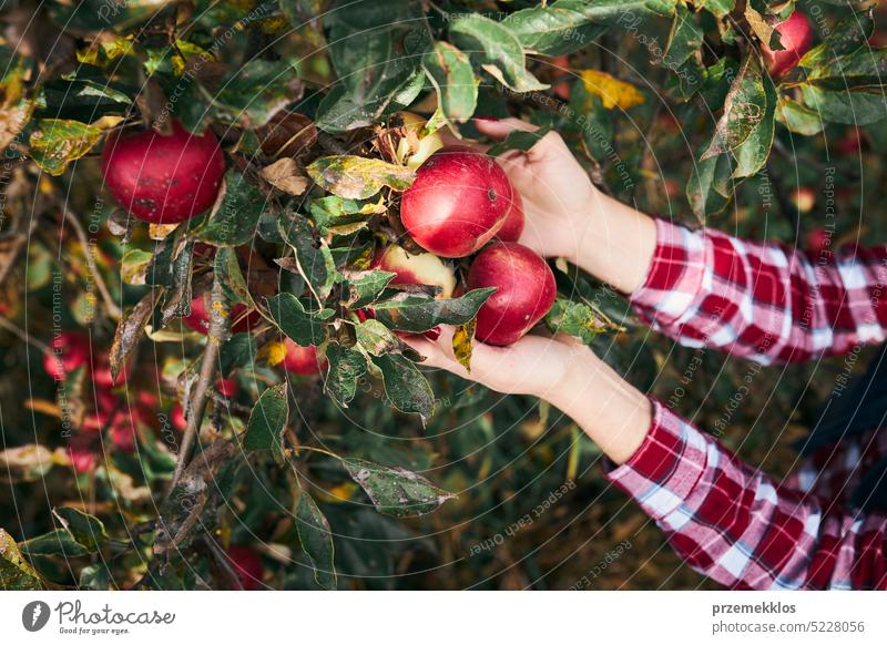 Woman picking ripe apples on farm. Farmer grabbing apples from tree in orchard. Fresh healthy fruits ready to pick on fall season. Harvest time in countryside