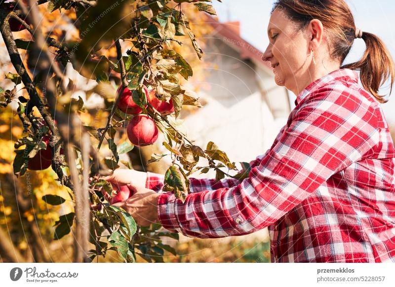 Woman picking ripe apples on farm. Farmer grabbing apples from tree in orchard. Fresh healthy fruits ready to pick on fall season. Harvest time in countryside