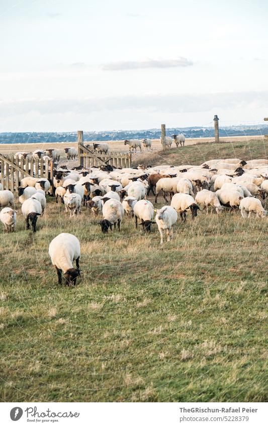 Sheep herd on green meadow with fence Herd Farm animal graze To feed Grass Feed Meadow Animal Exterior shot Nature Group of animals Flock Willow tree Day