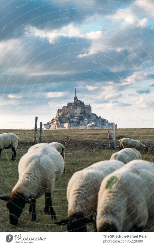 Meadow with sheep and Mont Saint Michel in background Willow tree Blue sky Flock Grass Landscape Farm animal Nature Group of animals Herd Sheep