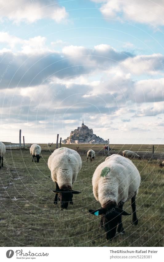 Meadow with sheep and Mont Saint Michel in background Willow tree Blue sky Flock Grass Landscape Farm animal Nature Group of animals Herd Sheep