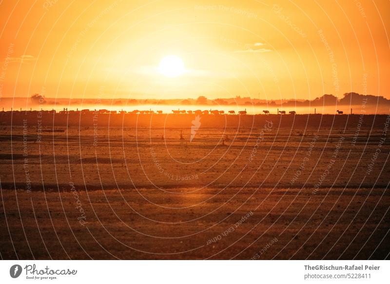 Sheep herd silhouette in sunrise Sunrise Willow tree Flock Back-light Contrast Silhouette herds of animals Farm animal Meadow Nature Herd Grass Exterior shot