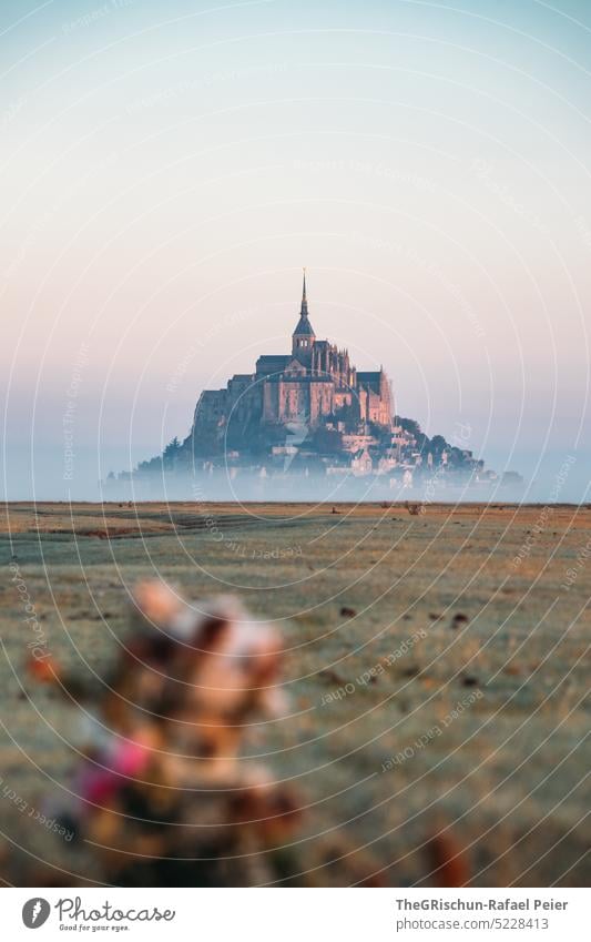 Flower in foreground with Mont saint Michel in background Meadow Grass Landscape mont saint michel Mont St. Michel France Landmark Tourism Tourist Attraction