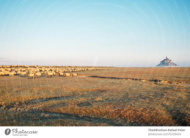 Meadow with sheep and Mont Saint Michel in background Willow tree Blue sky Flock Grass Landscape Farm animal Nature Group of animals Herd Sheep