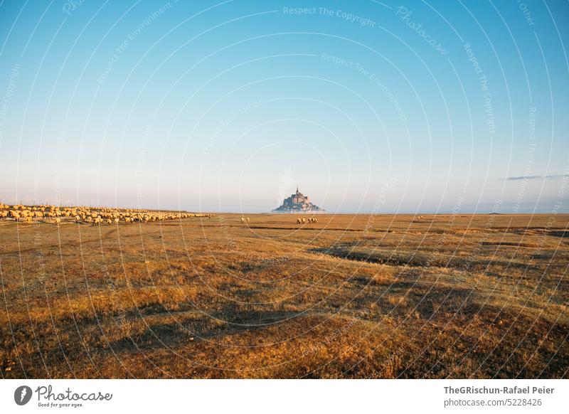 Meadow with sheep and fortress in background Willow tree Blue sky Flock Grass Landscape Farm animal Nature Group of animals Herd Sheep mont saint michel