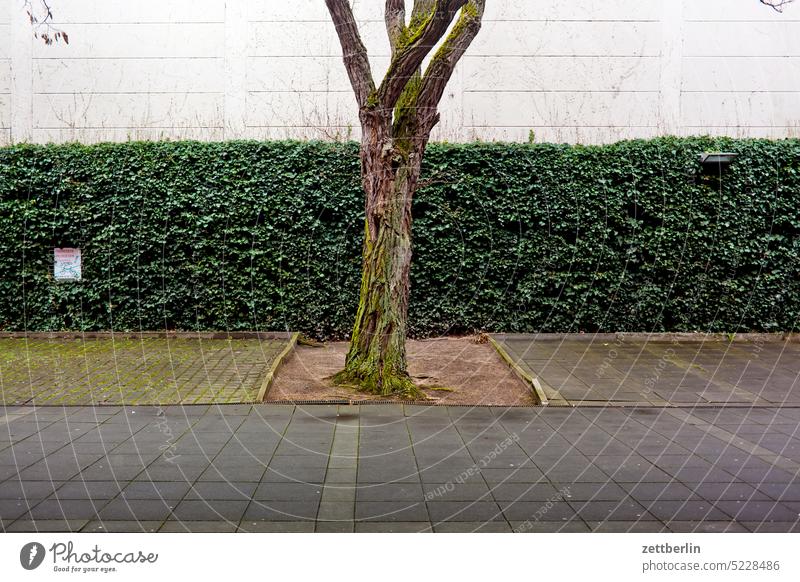 Parking lot with tree Architecture Berlin Office city Germany Facade Window Worm's-eye view Building Capital city House (Residential Structure) downtown Kiez