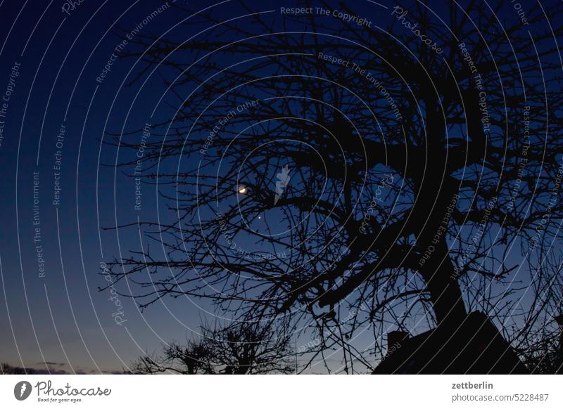 Apple tree at night (with moon) Evening Branch Tree Dark darkness Twilight Relaxation holidays Garden Sky allotment Garden allotments Deserted neighbourhood