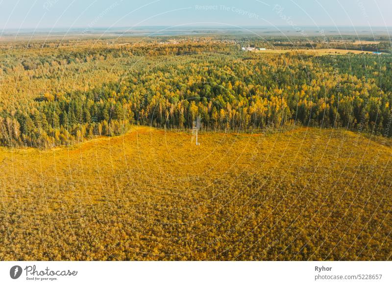 Belarus, Berezinsky Biosphere Reserve. Aerial Bird's-eye View Of Wooden path way pathway from marsh swamp to forest In Autumn Sunny Day. Panorama, Panoramic View