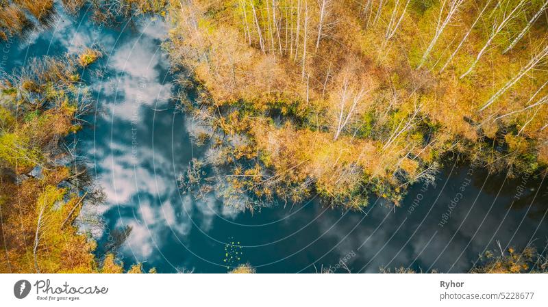 Spring Season. Aerial View. Young Birches Grow Among Small Marsh Bog Swamp. Deciduous Trees With Young Foliage Leaves In Landscape In Early Spring wood