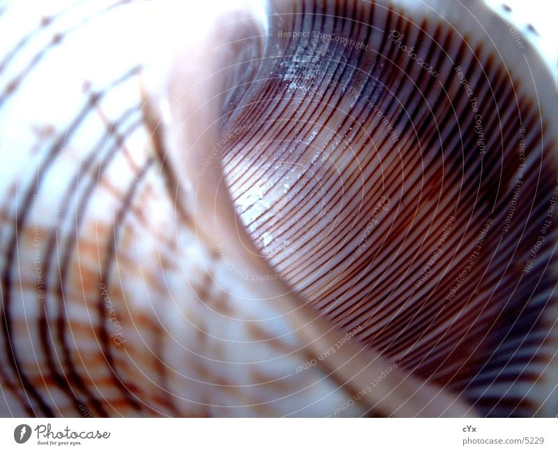 seashell Mussel Stripe Summer Beach