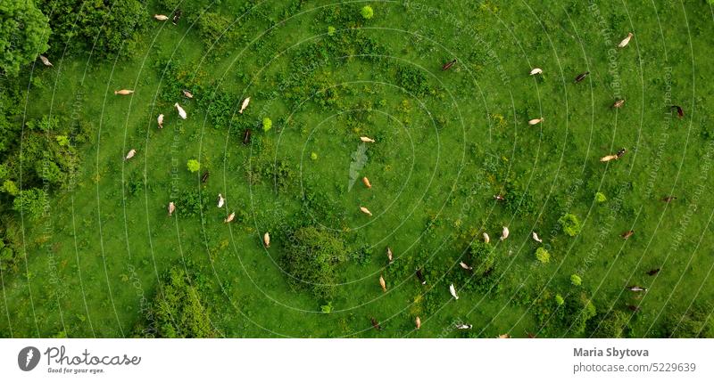 Aerial drone view of free grazing cows on a natural pastureland in a Europe. Dairy farm. Growing livestock. Banner. banner field valley growing animal husbandry