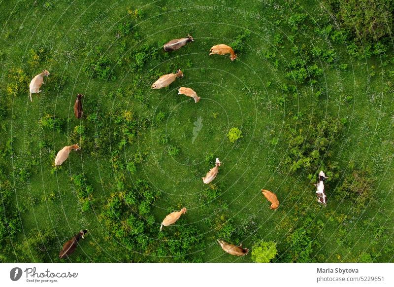 Aerial drone view of free grazing cows on a natural pastureland in a Europe. Dairy farm. Growing livestock. field valley growing animal husbandry dairy organic