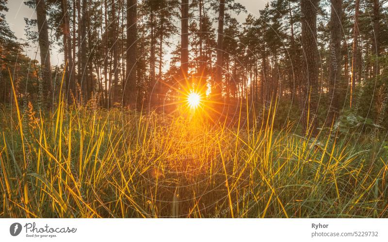 Beautiful Sunset Sunrise Sun Sunshine Through Green Grass In Sunny Summer Forest. Sunlight Sunbeams In Fresh Forest Grass nature sunshine summer green grass