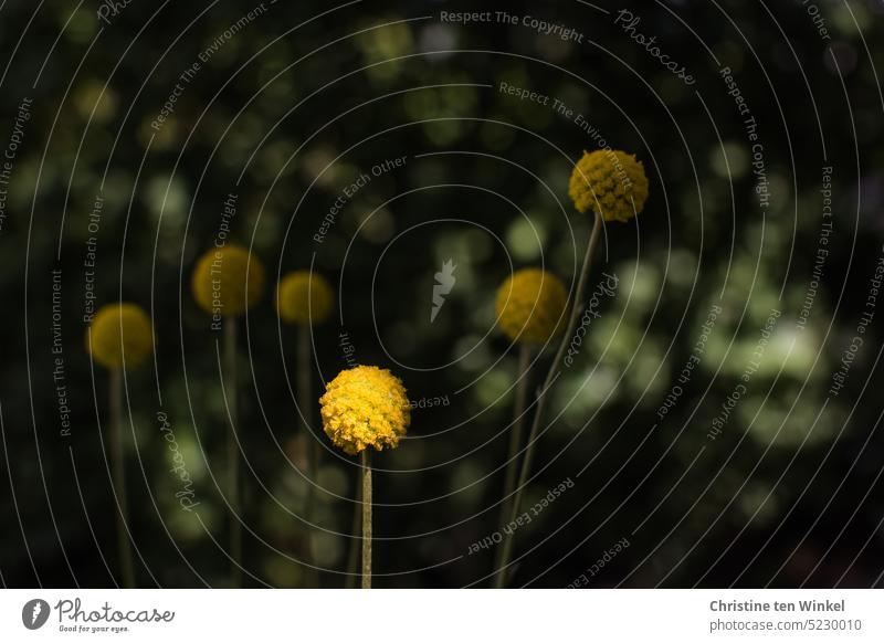 Where there is light, others are in the shade Light and shadow Shadow Craspedia globosa Pycnosorus globosus Flower Nature limelight Drumstick flower Plant