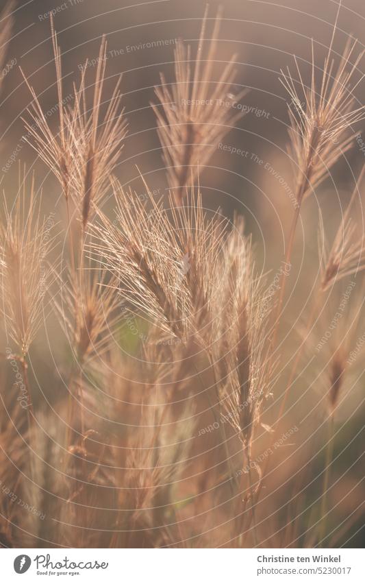 Backlight ears of corn Ear of corn Grannen Back-light Autumnal autumn atmosphere Nature grasses Grain autumn mood warm colors blurriness