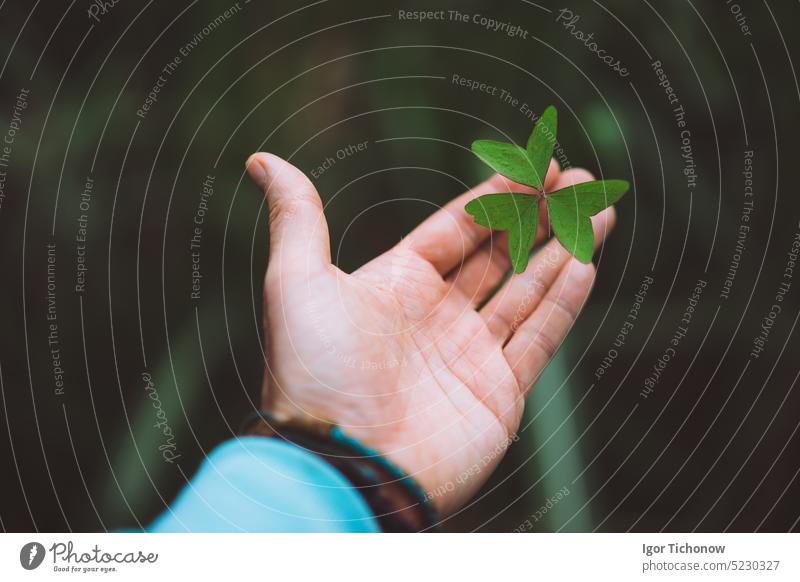 Exotic green clover leave in a man hand palm cape verde floral nature leaf spring plant finger luck symbol care season hope lucky natural fortune closeup good