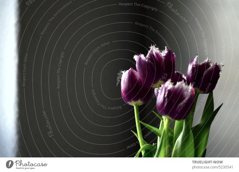 Five purple tulips flowers with jagged edge stand close together at day light incidence against gray wall Flower calyxes Stalk leaves Green Margin White Prongs