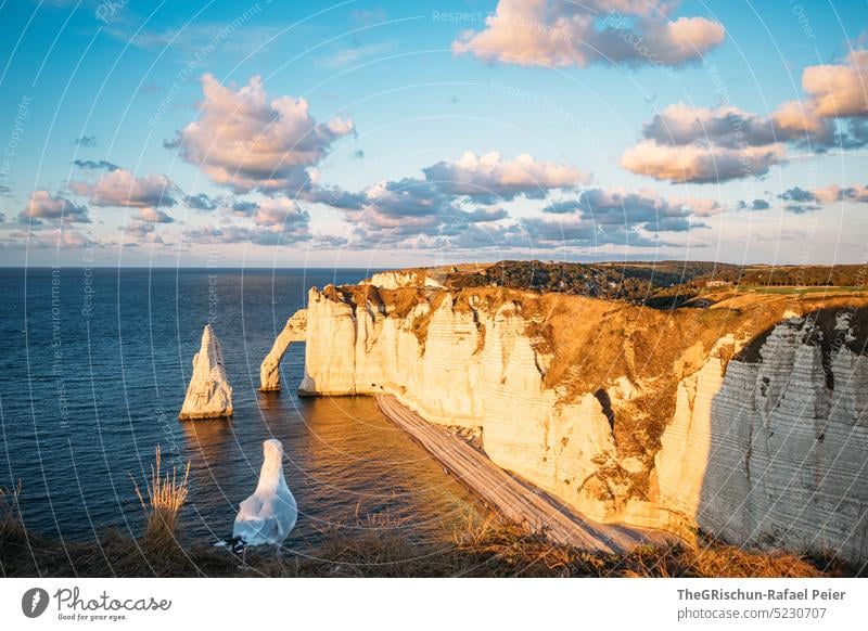 Coast with rocks and sea in sunset with seagull in foreground Pebble beach France Normandie Étretat Moody evening mood Clouds Ocean Rock cliffs Landscape Nature