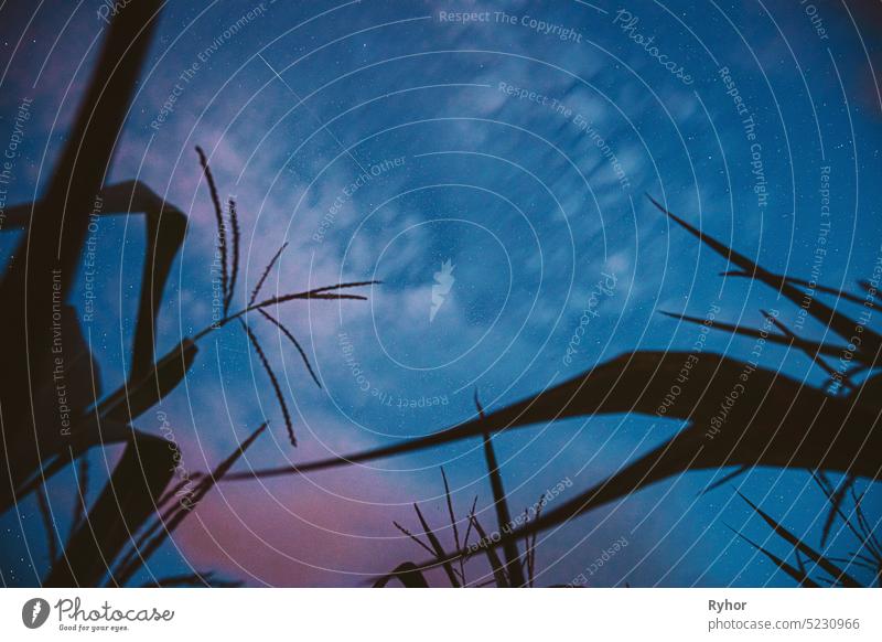 Bottom View Of Night Starry Sky From Green Maize Corn Field Plantation In Summer Agricultural Season. Night Starry Sky With Glowing Stars And Meteoric Track Trail Above Cornfield In August Month